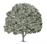 arbol.jpg